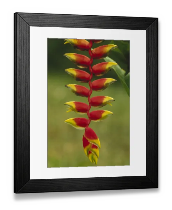 Framed Print : Hanging Heliconia (Heliconia rostrata) blooming in rainforest, Peru to Belize Framed Print : Hanging Heliconia (Heliconia rostrata) blooming in rainforest, Peru to Belize