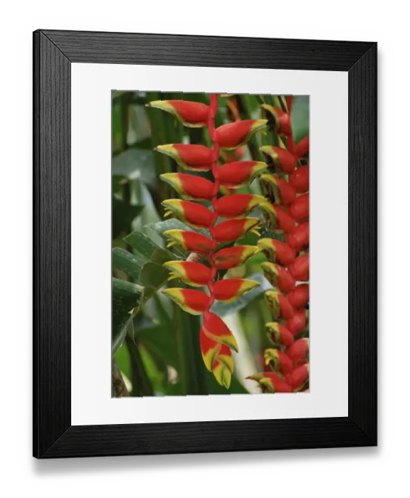 Framed Print : Hanging Heliconia (Heliconia rostrata) blooming in rainforest, Peru to Belize Framed Print : Hanging Heliconia (Heliconia rostrata) blooming in rainforest, Peru to Belize