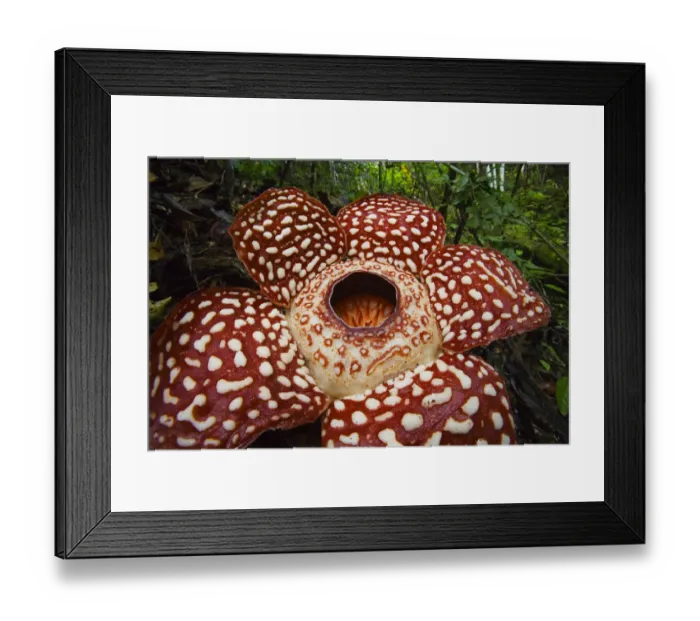 Framed Print : Rafflesia (Rafflesia pricei) flower, Sabah, Borneo, Malaysia Framed Print : Rafflesia (Rafflesia pricei) flower, Sabah, Borneo, Malaysia