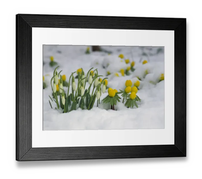 Framed Print : Snowdrop (Galanthus nivalis) flowers blooming in snow, Germany Framed Print : Snowdrop (Galanthus nivalis) flowers blooming in snow, Germany