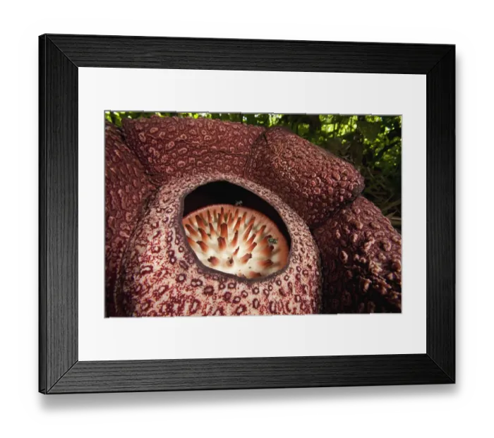 Framed Print : Rafflesia (Rafflesia Keithii) flower attracts flies, Sabah, Borneo, Malaysia Framed Print : Rafflesia (Rafflesia Keithii) flower attracts flies, Sabah, Borneo, Malaysia