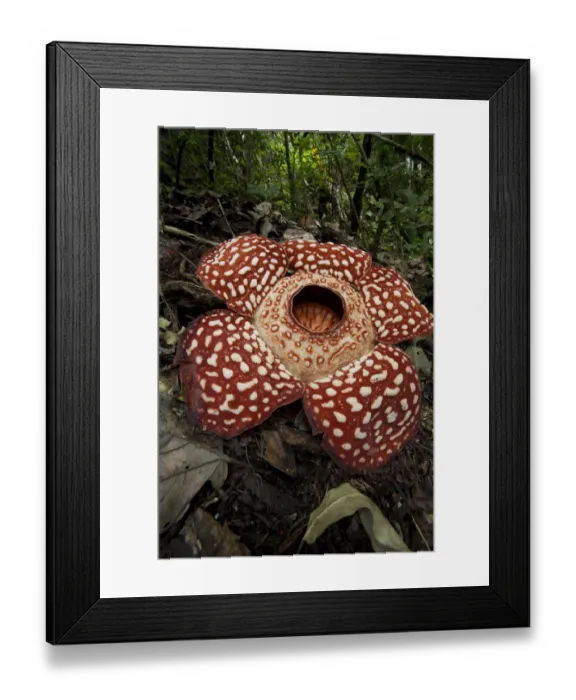 Framed Print : Rafflesia (Rafflesia Keithii) flower, Sabah, Borneo, Malaysia Framed Print : Rafflesia (Rafflesia Keithii) flower, Sabah, Borneo, Malaysia