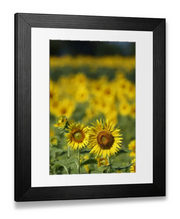 Framed Print : Common Sunflower (Helianthus annuus) flowers, Japan Framed Print : Common Sunflower (Helianthus annuus) flowers, Japan