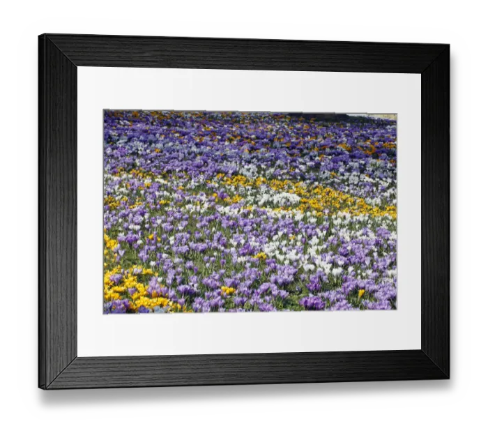 Framed Print : Spring Cinquefoil (Potentilla neumanniana), Nordheim, Lower Saxony, Germany Framed Print : Spring Cinquefoil (Potentilla neumanniana), Nordheim, Lower Saxony, Germany