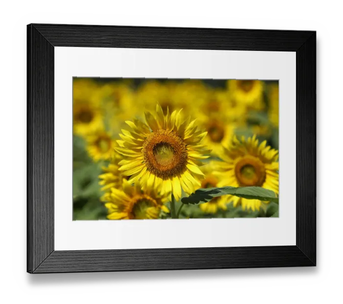 Framed Print : Common Sunflower (Helianthus annuus) flowers, Japan Framed Print : Common Sunflower (Helianthus annuus) flowers, Japan