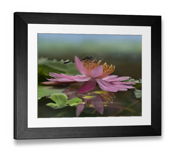 Framed Print : Water Lily (Nymphaeaceae) flower and dragonfly, Singapore Zoo, Singapore Framed Print : Water Lily (Nymphaeaceae) flower and dragonfly, Singapore Zoo, Singapore