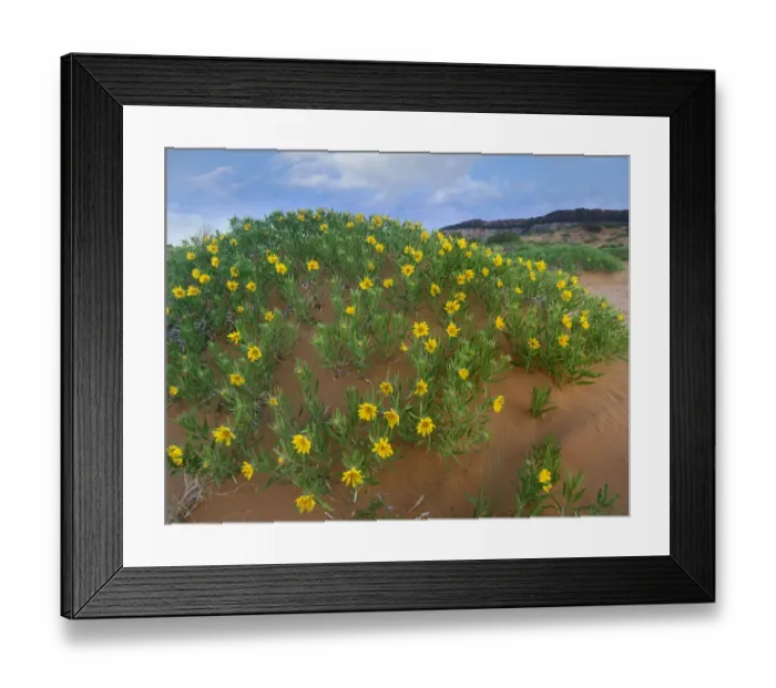 Framed Print : Balsamroot Sunflower (Balsamorhiza sagittata) flowering on beach, Coral Pink Sand Dunes State Park
