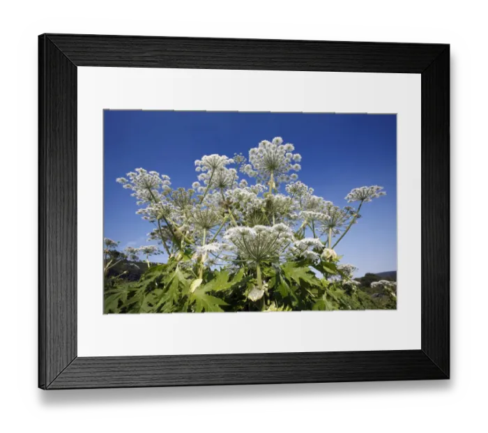 Framed Print : Giant Hogweed (Heracleum mantegazzianum) flowering, invasive weed, Bursfelde, Lower Saxony Framed Print : Giant Hogweed (Heracleum mantegazzianum) flowering, invasive weed, Bursfelde, Lower Saxony