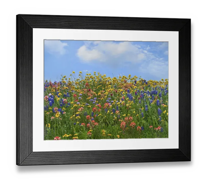 Framed Print : Sand Bluebonnet (Lupinus subcarnosus) and Indian Paintbrush (Castilleja miniata) flowers Framed Print : Sand Bluebonnet (Lupinus subcarnosus) and Indian Paintbrush (Castilleja miniata) flowers