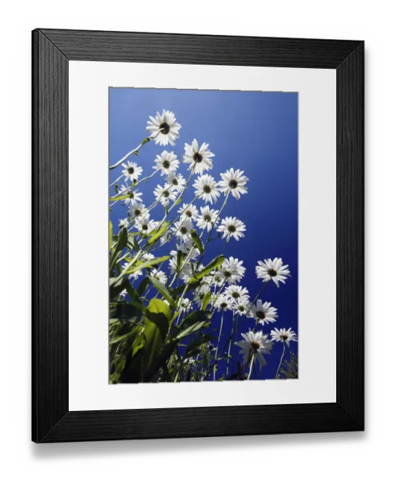 Framed Print : Marguerite (Leucanthemum vulgare) flowers, Bursfelde, Lower Saxony, Germany Framed Print : Marguerite (Leucanthemum vulgare) flowers, Bursfelde, Lower Saxony, Germany