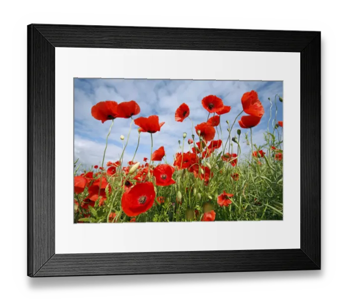 Framed Print : Red Poppy (Papaver rhoeas) field, Bursfelde, Lower Saxony, Germany Framed Print : Red Poppy (Papaver rhoeas) field, Bursfelde, Lower Saxony, Germany