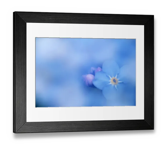 Framed Print : Forget-me-not (Myosotis palustris) flowers, North Brabant, Netherlands Framed Print : Forget-me-not (Myosotis palustris) flowers, North Brabant, Netherlands