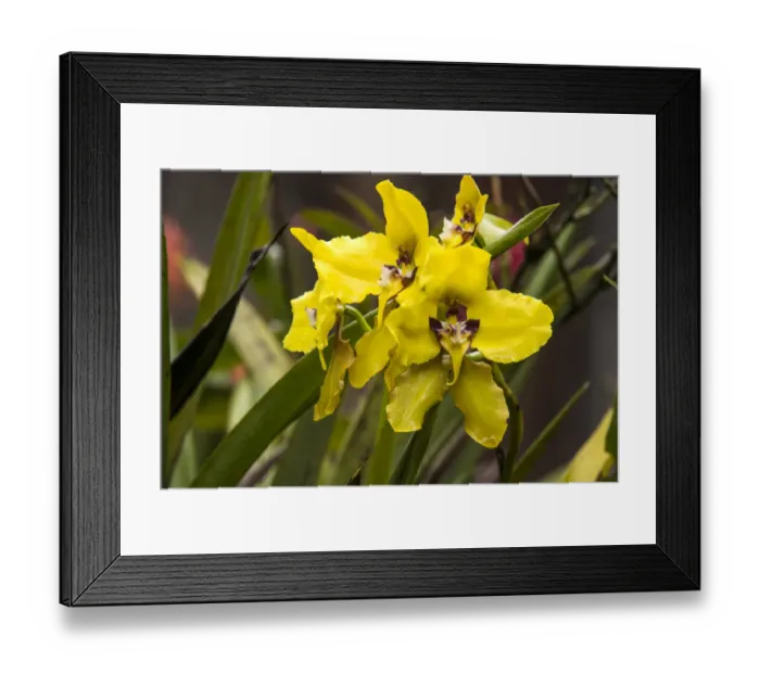 Framed Print : Orchid (Cyrtochilum macranthum) flowers, Cayambe Coca Ecological Reserve, Ecuador Framed Print : Orchid (Cyrtochilum macranthum) flowers, Cayambe Coca Ecological Reserve, Ecuador