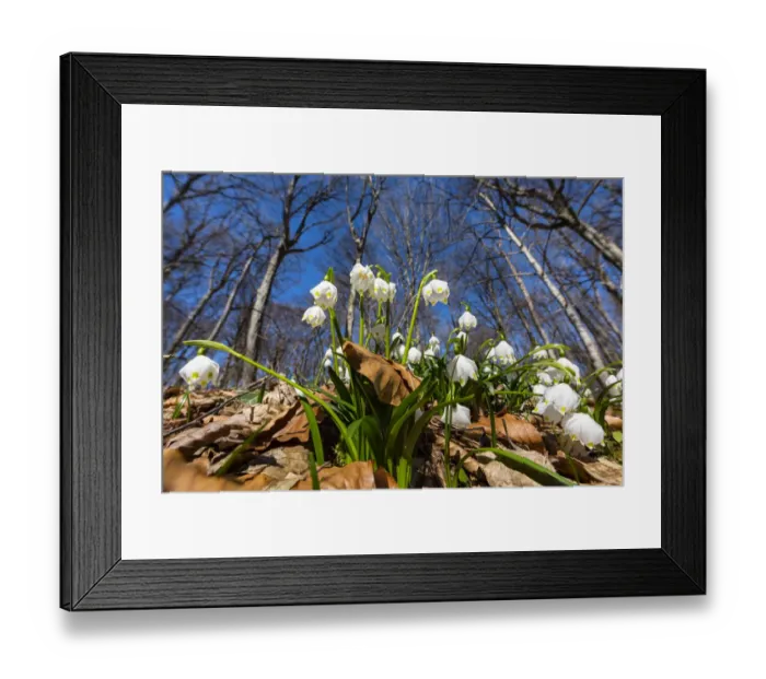 Framed Print : Spring Snowflake (Leucojum vernum) flowers in deciduous forest, Upper Bavaria, Germany