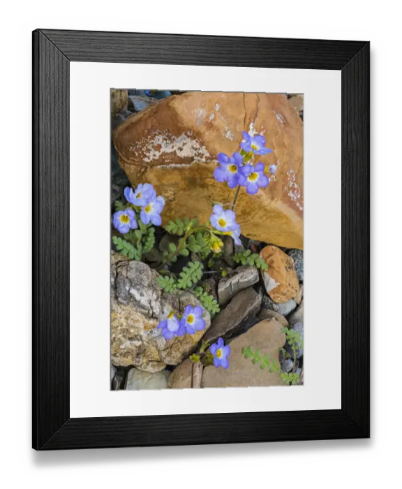 Framed Print : Fremonts Phacelia (Phacelia fremontii) flowers, Death Valley National Park Framed Print : Fremonts Phacelia (Phacelia fremontii) flowers, Death Valley National Park