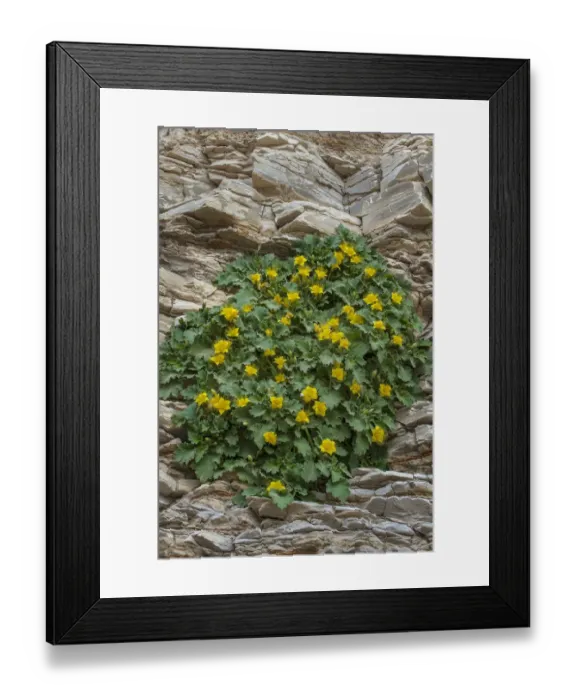 Framed Print : Yellow Rock Nettle (Eucnide bartonioides) flowering, Big Bend National Park, Texas Framed Print : Yellow Rock Nettle (Eucnide bartonioides) flowering, Big Bend National Park, Texas