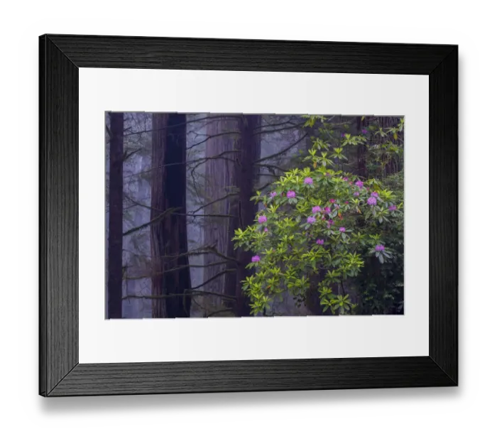 Framed Print : Pacific Rhododendron (Rhododendron macrophyllum) flowering in old growth Coast Redwood Framed Print : Pacific Rhododendron (Rhododendron macrophyllum) flowering in old growth Coast Redwood
