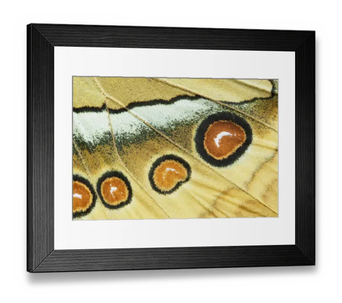 Framed Print : Northern Jungle Queen (Stichophthalma camadeva) female, India Framed Print : Northern Jungle Queen (Stichophthalma camadeva) female, India