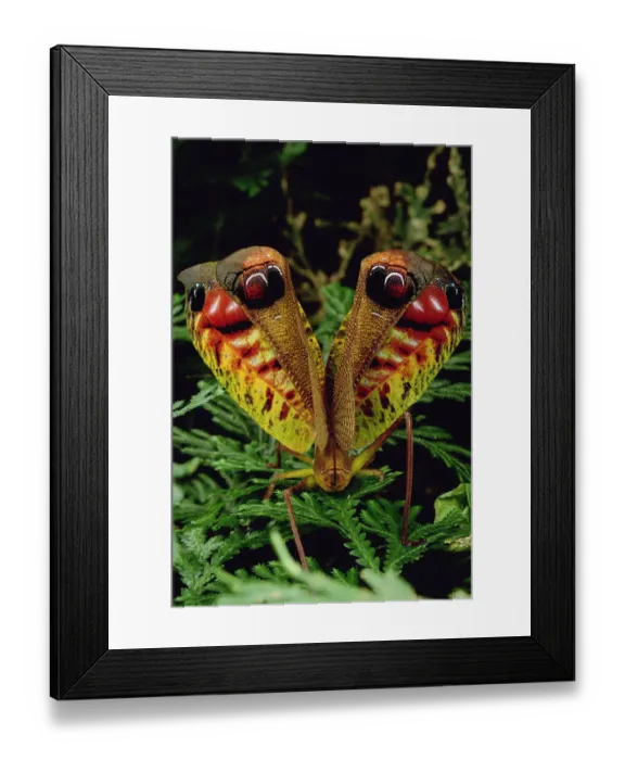Framed Print : Peacock Katydid (Pterochroza ocellata) flashing false eye spots in defensive posture Framed Print : Peacock Katydid (Pterochroza ocellata) flashing false eye spots in defensive posture