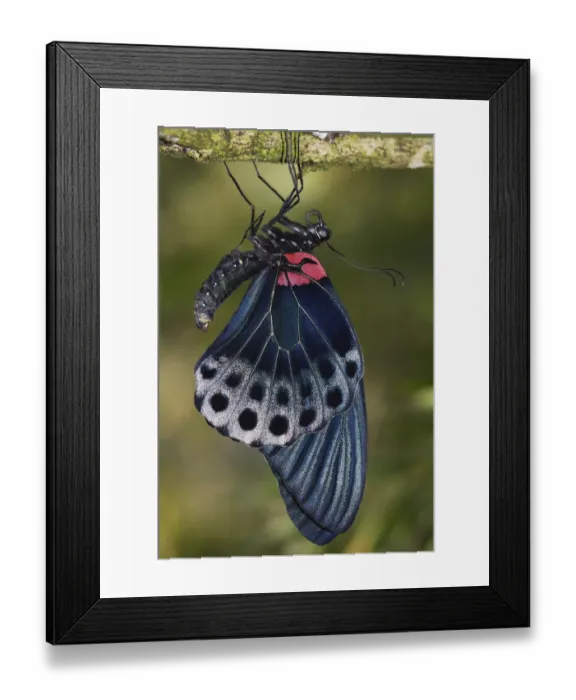 Framed Print : Great Mormon (Papilio memnon) butterfly, Malaysia Framed Print : Great Mormon (Papilio memnon) butterfly, Malaysia