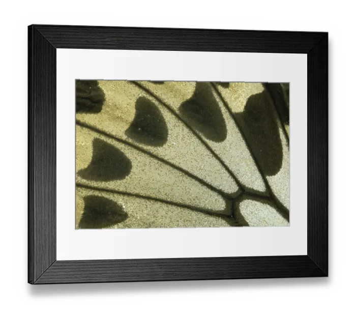 Framed Print : Birdwing (Ornithoptera croesus) butterfly wing, female, Papua New Guinea Framed Print : Birdwing (Ornithoptera croesus) butterfly wing, female, Papua New Guinea