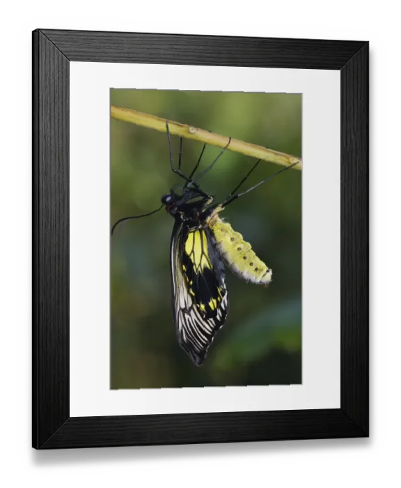 Framed Print : Butterfly recently emerged from chrysalis, drying its wings, Malaysia Framed Print : Butterfly recently emerged from chrysalis, drying its wings, Malaysia