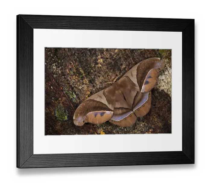 Framed Print : Saturniid Moth (Saturniidae), Yasuni National Park, Amazon Rainforest, Ecuador Framed Print : Saturniid Moth (Saturniidae), Yasuni National Park, Amazon Rainforest, Ecuador