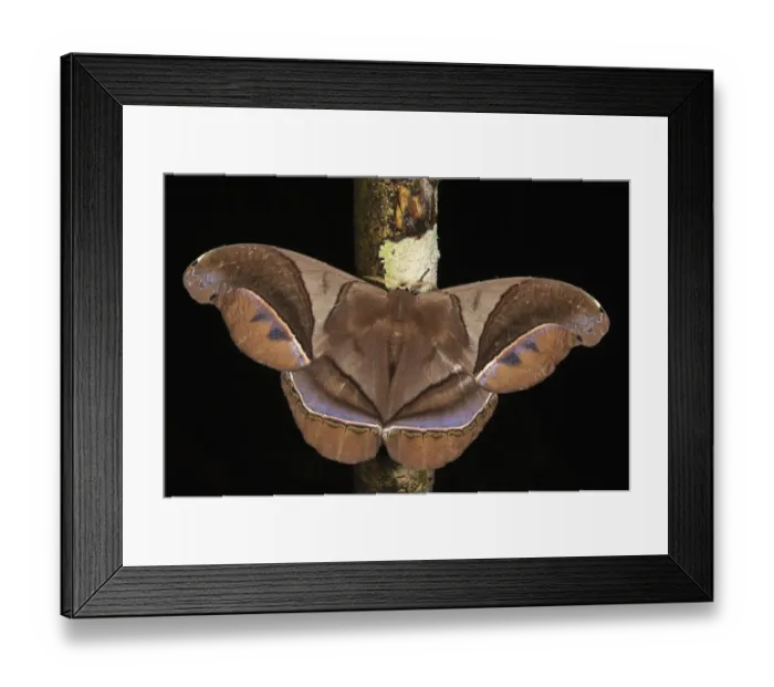 Framed Print : Saturniid Moth (Saturniidae), Yasuni National Park, Amazon Rainforest, Ecuador Framed Print : Saturniid Moth (Saturniidae), Yasuni National Park, Amazon Rainforest, Ecuador