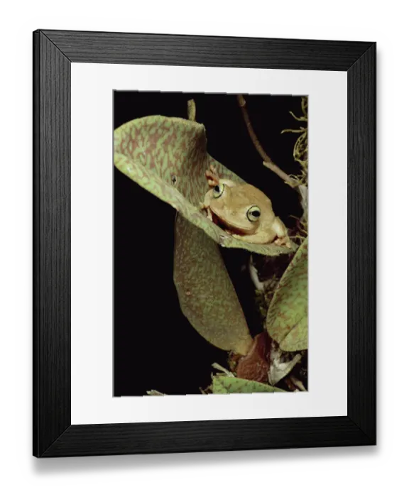 Framed Print : Tree Frog (Rana sp) in canopy orchid, Trinidad Framed Print : Tree Frog (Rana sp) in canopy orchid, Trinidad