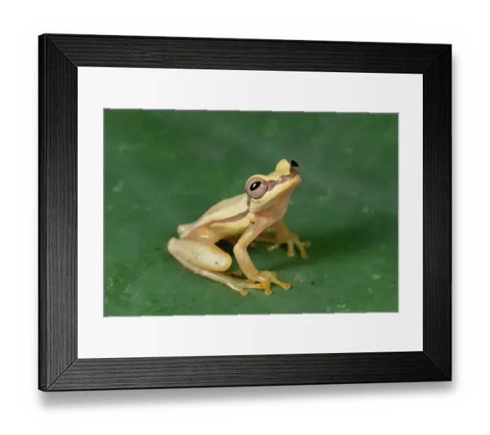 Framed Print : Snouted Treefrog (Scinax quinquefasciatus) near Santiago Island, Galapagos Islands Framed Print : Snouted Treefrog (Scinax quinquefasciatus) near Santiago Island, Galapagos Islands