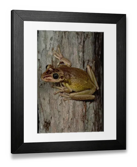 Framed Print : Tree Frog (Trachycephalus sp), San Luis, Ecuador Framed Print : Tree Frog (Trachycephalus sp), San Luis, Ecuador