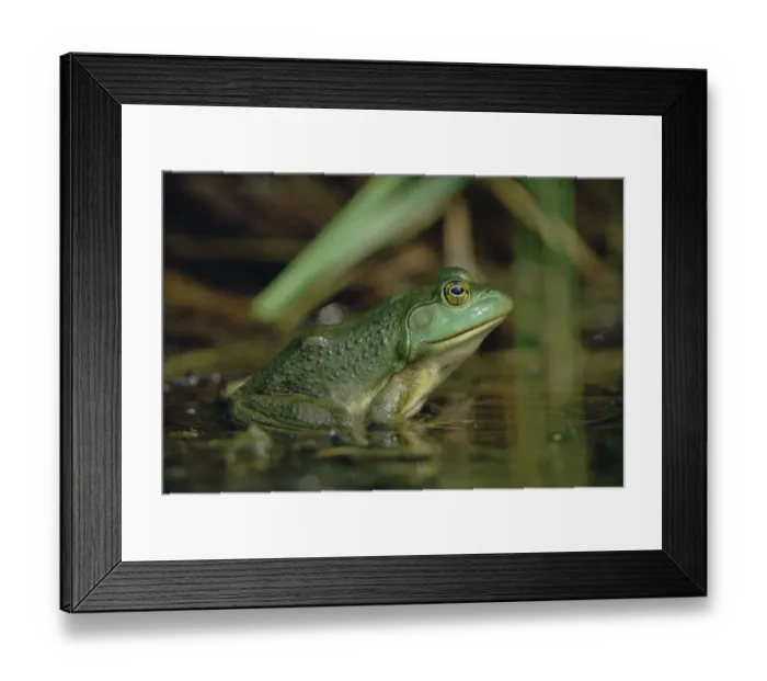 Framed Print : Montevideo Treefrog (Hyla pulchella), Ontario, Canada Framed Print : Montevideo Treefrog (Hyla pulchella), Ontario, Canada