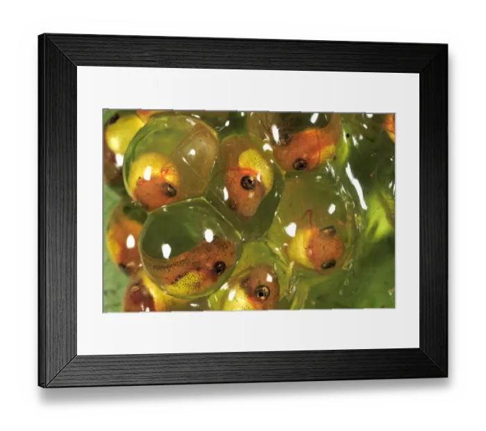 Framed Print : Red-eyed Tree Frog (Agalychnis callidryas) egg mass with four day old embryos, Soberania Framed Print : Red-eyed Tree Frog (Agalychnis callidryas) egg mass with four day old embryos, Soberania