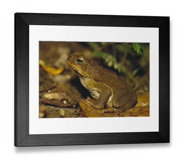 Framed Print : Cane Toad (Bufo marinus) camouflaged on forest floor, Costa Rica Framed Print : Cane Toad (Bufo marinus) camouflaged on forest floor, Costa Rica