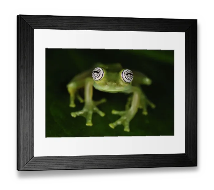 Framed Print : Glass Frog (Centrolenidae), San Cipriano, Colombia Framed Print : Glass Frog (Centrolenidae), San Cipriano, Colombia
