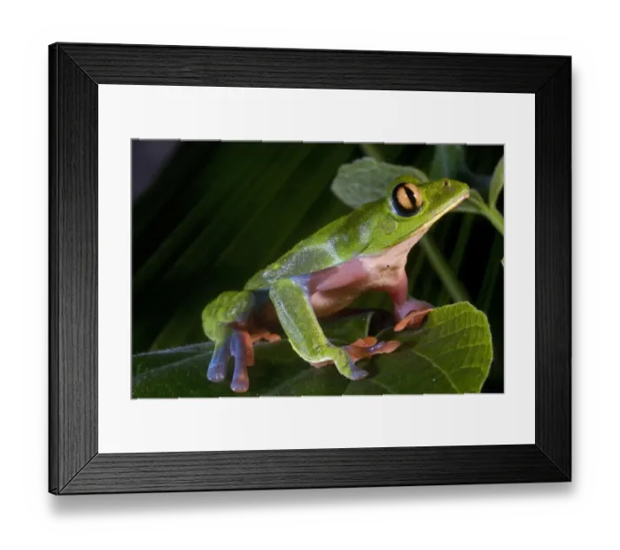 Framed Print : Blue-sided Leaf Frog (Agalychnis annae), San Jose, Costa Rica Framed Print : Blue-sided Leaf Frog (Agalychnis annae), San Jose, Costa Rica