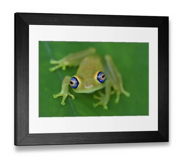 Framed Print : Green Bright-eyed Frog (Boophis viridis), Andasibe-Mantadia National Park, Madagascar Framed Print : Green Bright-eyed Frog (Boophis viridis), Andasibe-Mantadia National Park, Madagascar