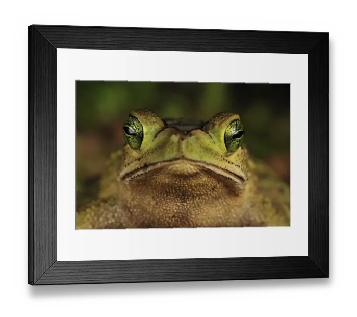 Framed Print : Green Climbing Toad (Bufo coniferus), Piedras Blancas National Park, Costa Rica Framed Print : Green Climbing Toad (Bufo coniferus), Piedras Blancas National Park, Costa Rica