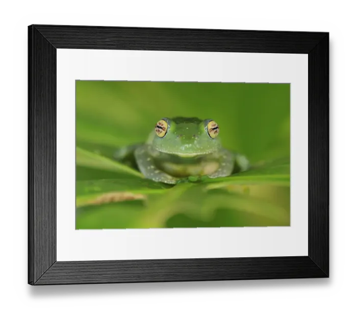 Framed Print : Elenas Bright-eyed Frog (Boophis elenae), Ranomafana National Park, Madagascar Framed Print : Elenas Bright-eyed Frog (Boophis elenae), Ranomafana National Park, Madagascar