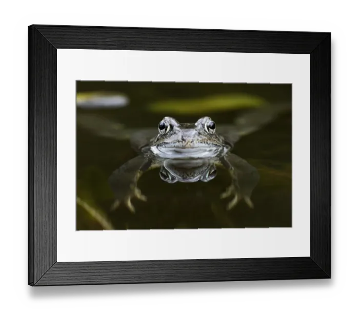 Framed Print : Common Frog (Rana temporaria) floating in pond, Bursfelde, Lower Saxony, Germany Framed Print : Common Frog (Rana temporaria) floating in pond, Bursfelde, Lower Saxony, Germany