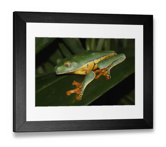 Framed Print : Splendid Leaf Frog (Agalychnis calcarifer), Costa Rica Framed Print : Splendid Leaf Frog (Agalychnis calcarifer), Costa Rica