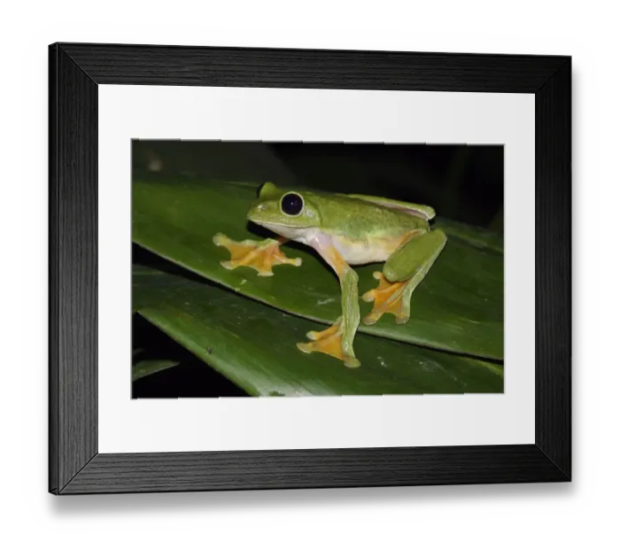 Framed Print : Gliding Leaf Frog (Agalychnis spurrelli), Costa Rica Framed Print : Gliding Leaf Frog (Agalychnis spurrelli), Costa Rica