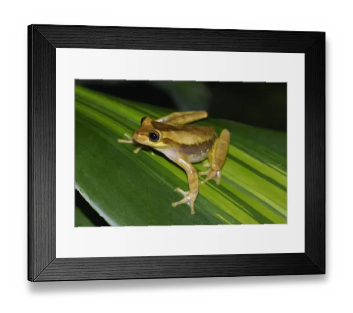 Framed Print : Yellow Cricket Treefrog (Hyla microcephala), Costa Rica Framed Print : Yellow Cricket Treefrog (Hyla microcephala), Costa Rica