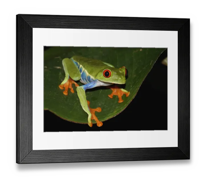 Framed Print : Red-eyed Tree Frog (Agalychnis callidryas), Costa Rica Framed Print : Red-eyed Tree Frog (Agalychnis callidryas), Costa Rica