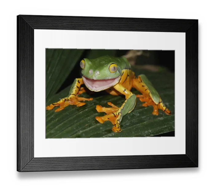 Framed Print : Splendid Leaf Frog (Agalychnis calcarifer) in defensive posture, Costa Rica Framed Print : Splendid Leaf Frog (Agalychnis calcarifer) in defensive posture, Costa Rica