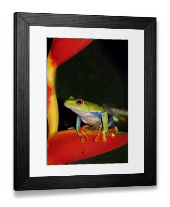 Framed Print : Red-eyed Tree Frog (Agalychnis callidryas) on heliconia, Costa Rica Framed Print : Red-eyed Tree Frog (Agalychnis callidryas) on heliconia, Costa Rica