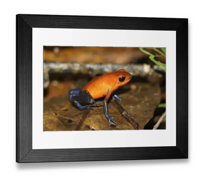 Framed Print : Strawberry Poison Dart Frog (Oophaga pumilio), Costa Rica Framed Print : Strawberry Poison Dart Frog (Oophaga pumilio), Costa Rica