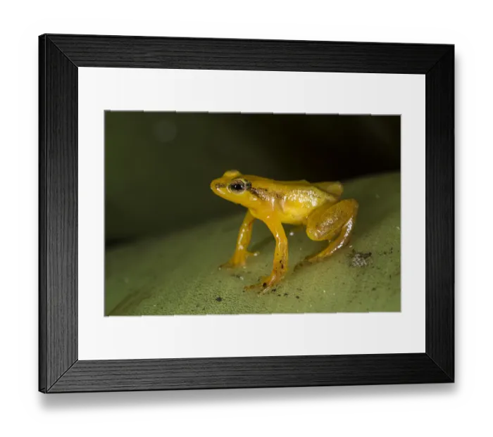 Framed Print : Beebes Rocket Frog (Colostethus beebei), Kaieteur Falls, Potaro River, Kaieteur National Park Framed Print : Beebes Rocket Frog (Colostethus beebei), Kaieteur Falls, Potaro River, Kaieteur National Park