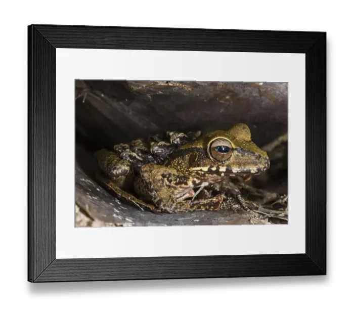 Framed Print : Groete Creek Carrying Frog (Stefania evansi) mother carrying froglets on back, Kaieteur Falls Framed Print : Groete Creek Carrying Frog (Stefania evansi) mother carrying froglets on back, Kaieteur Falls
