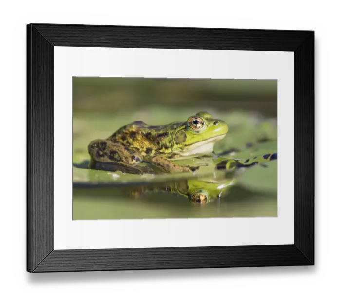 Framed Print : Mink Frog (Rana septentrionalis) on lily pad, Nova Scotia, Canada Framed Print : Mink Frog (Rana septentrionalis) on lily pad, Nova Scotia, Canada